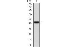 Western Blotting (WB) image for anti-Serpin Family A Member 7 (SERPINA7) (AA 168-302) antibody (ABIN1724894)