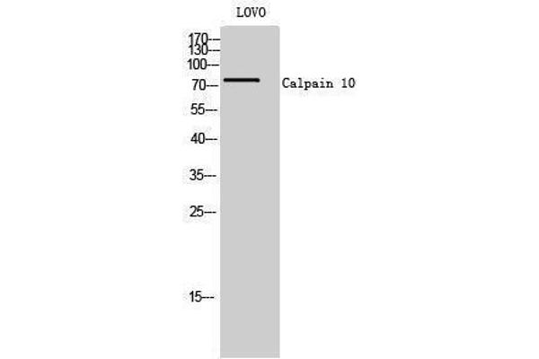 CAPN10 Antikörper  (N-Term)