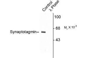 Western blots of rat cortex lysate showing specific immunolabeling of the ~60k - ~62k synaptotagmin phosphorylated at Thr202 (Control). (SYT1 Antikörper  (pThr202))