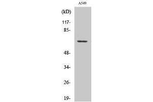Western Blotting (WB) image for anti-G Protein-Coupled Receptor 108 (GPR108) (Internal Region) antibody (ABIN3175316) (GPR108 Antikörper  (Internal Region))