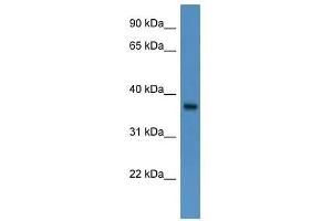 BSG antibody used at 0. (CD147 Antikörper  (N-Term))