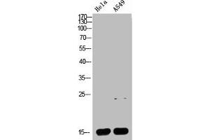 Western blot analysis of HELA A549 Cell Lysate, antibody was diluted at 1:1000 (Cytochrome C Antikörper  (AA 1268-1341))