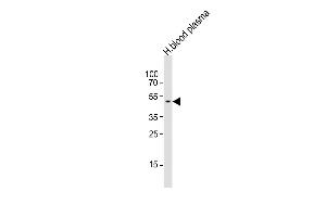 Anti-SERPINF1 Antibody (N-term)at 1:1000 dilution + human blood plasma lysates Lysates/proteins at 20 μg per lane. (PEDF Antikörper  (N-Term))