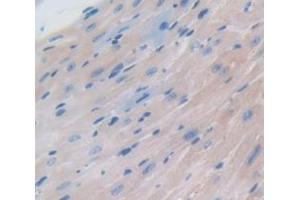 IHC-P analysis of Mouse Tissue, with DAB staining. (NPPA Antikörper  (AA 25-152))