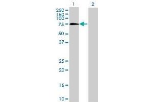 Lane 1: IDS transfected lysate ( 60. (IDS 293T Cell Transient Overexpression Lysate(Denatured))