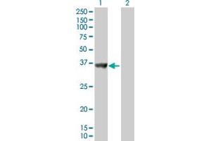 Western Blot analysis of SNX11 expression in transfected 293T cell line by SNX11 MaxPab polyclonal antibody. (SNX11 Antikörper  (AA 1-270))