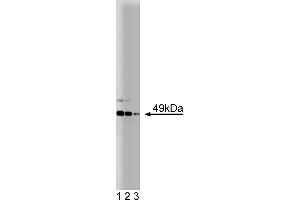 Western Blotting (WB) image for anti-JNK/SAPK1 (Pan) (AA 264-415) antibody (ABIN968075) (JNK/SAPK1 (Pan) (AA 264-415) Antikörper)