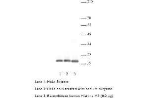 Western Blotting (WB) image for anti-Histone 3 (H3) (C-Term) antibody (ABIN577700) (Histone 3 Antikörper  (C-Term))