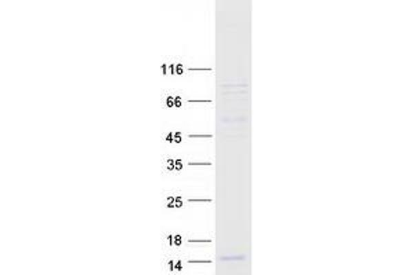 GNG8 Protein (Myc-DYKDDDDK Tag)