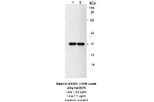 Image no. 2 for anti-NAD(P)H Dehydrogenase, Quinone 1 (NQO1) antibody (ABIN363232) (NQO1 Antikörper)