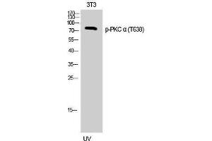 Western Blotting (WB) image for anti-Protein Kinase C, alpha (PKCa) (pThr638) antibody (ABIN3182587) (PKC alpha Antikörper  (pThr638))