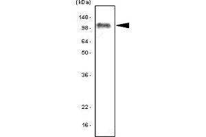 Western Blotting (WB) image for anti-Toll-Like Receptor 7 (TLR7) (AA 451-500) antibody (ABIN377249) (TLR7 Antikörper  (AA 451-500))