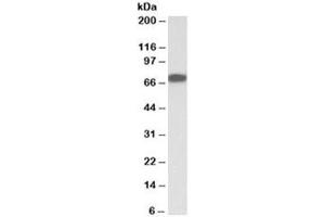 Western blot testing of albumin-depleted plasma lysate with Bradykinin antibody at 0. (KNG1 Antikörper)