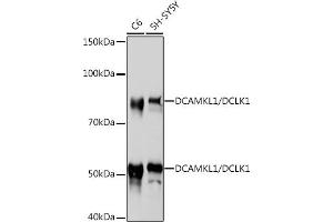 Western blot analysis of extracts of various cell lines, using DC/DCLK1 Rabbit mAb (ABIN1678754, ABIN3018869, ABIN3018870 and ABIN7101679) at 1:1000 dilution. (DCLK1 Antikörper)