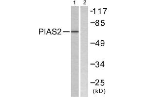 Western blot analysis of extracts from COS7 cells, using PIAS2 antibody. (PIAS2 Antikörper  (N-Term))