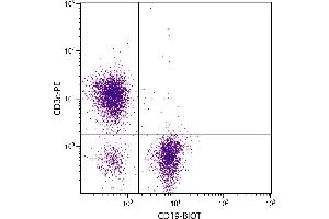 BALB/c mouse splenocytes were stained with Rat Anti-Mouse CD19-BIOT. (CD19 Antikörper  (Biotin))