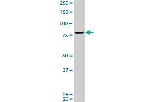 SP1 monoclonal antibody (M09), clone 3H7. (SP1 Antikörper  (AA 522-618))