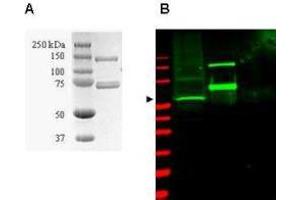 Coommassie-stained SDS-PAGE of GST-SAE1 recombinant protein (Panel A) and western blotting (Panel B) of HeLa WC lysate (lane 1) and purified recombinant GST-SAE1 (lane 2) are presented to show specificity of  purified anti-SUMO Activating Enzyme (SAE1) antibody. (SUMO Activating Enzyme E1 Antikörper)