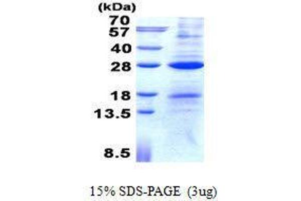 AICDA Protein