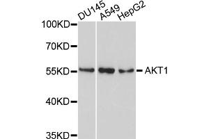 Western blot analysis of extracts of various cell lines, using AKT1 antibody (ABIN4902872) at 1:1000 dilution. (AKT1 Antikörper)