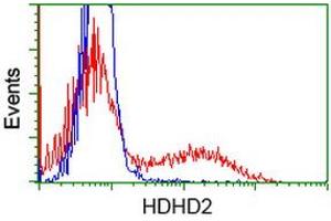 HEK293T cells transfected with either RC205967 overexpress plasmid (Red) or empty vector control plasmid (Blue) were immunostained by anti-HDHD2 antibody (ABIN2454525), and then analyzed by flow cytometry. (HDHD2 Antikörper)