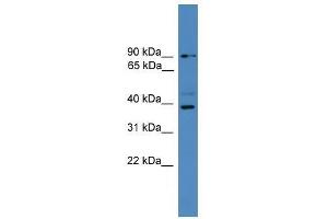 ZRANB1 antibody used at 0. (ZRANB1 Antikörper  (C-Term))