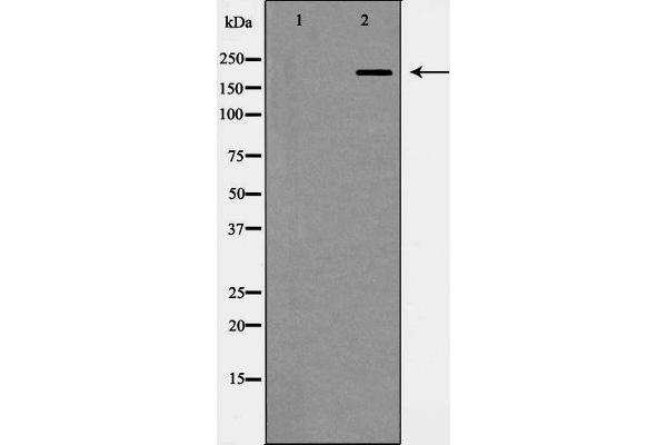 Integrin beta 4 Antikörper  (C-Term)