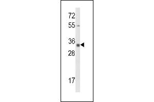 Western blot analysis of Calponin-3 Antibody (N-term) (ABIN390503 and ABIN2840859) in  cell line lysates (35 μg/lane). (CNN3 Antikörper  (N-Term))
