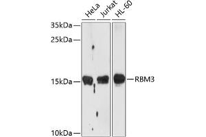 Western blot analysis of extracts of various cell lines, using RBM3 antibody  at 1:1000 dilution. (RBM3 Antikörper  (AA 1-157))