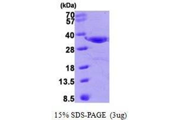 Annexin IV Protein (AA 1-321)