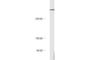 dilution: 1 : 1000, sample: rat brain homogenate (Golgin B1 (GOLGB1) Antikörper)