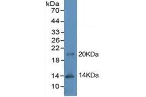 Western Blotting (WB) image for CD274 (PD-L1) ELISA Kit (ABIN6574208)