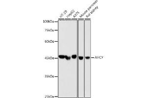 Western blot analysis of extracts of various cell lines, using AHCY antibody (ABIN1680618, ABIN1680617, ABIN7101497 and ABIN7101498) at 1:1000 dilution. (AHCY Antikörper)