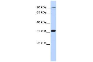 WB Suggested Anti-CNNM4 Antibody Titration:  0. (CNNM4 Antikörper  (Middle Region))