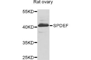 Western blot analysis of extracts of rat ovary, using SPDEF antibody (ABIN5975055) at 1/1000 dilution. (SPDEF/PSE Antikörper)