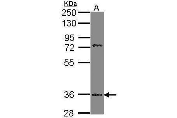 TAAR5 Antikörper  (C-Term)