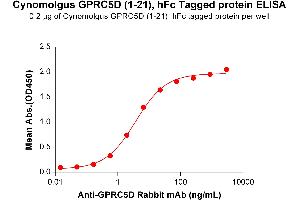 ELISA plate pre-coated by 2 μg/mL (100 μL/well) Cynomolgus GD (1-21) Protein, hFc Tag (ABIN7455409, ABIN7490645 and ABIN7490647) can bind Anti-GD antibody (DM91), Rabbit mAb ABIN7092892, ABIN7272750 and ABIN7289739 in a linear range of 0. (GPRC5D Protein (AA 1-21) (Fc Tag))