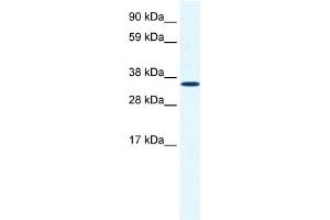 WB Suggested Anti-ANXA2 Antibody Titration:  1. (Annexin A2 Antikörper  (C-Term))