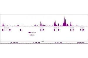 MLL / HRX antibody (pAb) tested by ChIP-Seq. (MLL/KMT2A Antikörper  (AA 2829-2883))