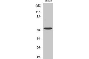 Western Blot analysis of COLO205 cells using TGFβ RI Polyclonal Antibody diluted at 1:500. (TGFBR1 Antikörper)