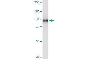 Western Blotting (WB) image for anti-Topoisomerase (DNA) I (TOP1) (AA 692-765) antibody (ABIN563222)