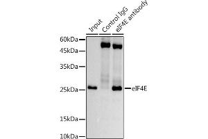 Immunoprecipitation analysis of 600 μg extracts of Mouse testis using 3 μg eIF4E antibody (ABIN7267048). (EIF4E Antikörper)