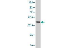 Western Blot detection against Immunogen (37. (EIF2A Antikörper  (AA 1-100))