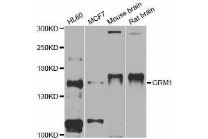 Western blot analysis of extracts of various cell lines, using GRM1 antibody (ABIN5997848) at 1/1000 dilution. (Metabotropic Glutamate Receptor 1 Antikörper)
