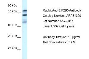 Western Blotting (WB) image for anti-Eukaryotic Translation Initiation Factor 2B, Subunit 5 Epsilon, 82kDa (EIF2B5) (N-Term) antibody (ABIN786396) (EIF2B5 Antikörper  (N-Term))