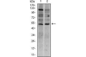 Western Blotting (WB) image for anti-T Antigen (AA 257-309) antibody (ABIN1098136)