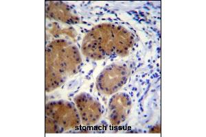 MORN5 Antibody (C-term) (ABIN656139 and ABIN2845478) immunohistochemistry analysis in formalin fixed and paraffin embedded human stomach tissue followed by peroxidase conjugation of the secondary antibody and DAB staining. (MORN5 Antikörper  (C-Term))