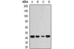 Western blot analysis of SEPHS1 expression in SW620 (A), HepG2 (B), mouse liver (C), rat kidney (D) whole cell lysates. (SEPHS1 Antikörper)