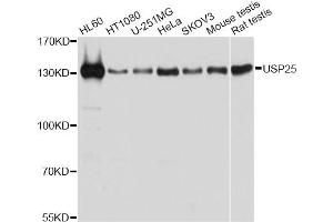 Western blot analysis of extracts of various cell lines, using USP25 antibody. (USP25 Antikörper)