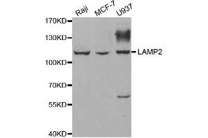 Western blot analysis of extracts of various cell lines, using LAMP2 antibody. (LAMP2 Antikörper  (AA 30-300))